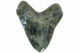 Realistic, 7.4" Carved Labradorite Megalodon Tooth - Replica - #202076-2